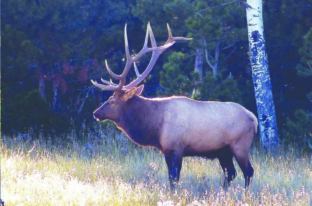 Big Game Hunting in Costilla County