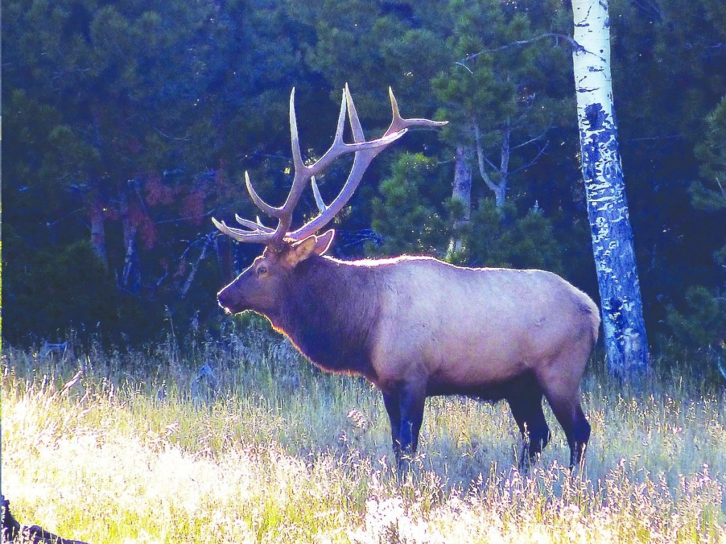 Elk Hunting Costilla County