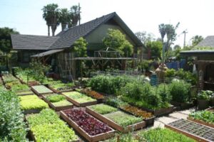 homestead off-grid living garden