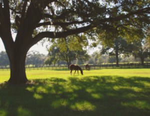 marion county horse capital land for sale